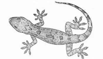 壁虎为什么会被称为五毒,壁虎为什么被称为五毒之一