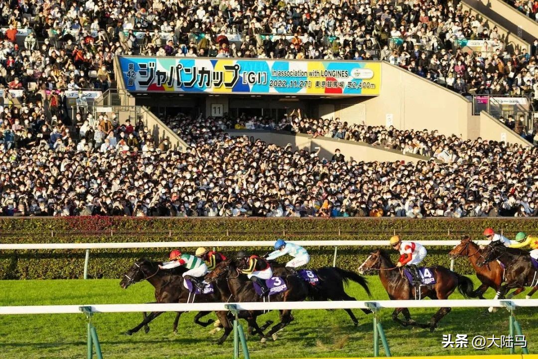 日本东京奥运会赛马比赛,东京赛马比赛视频2021
