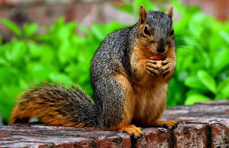 素食宠物食品,素食宠物零食有哪些品种