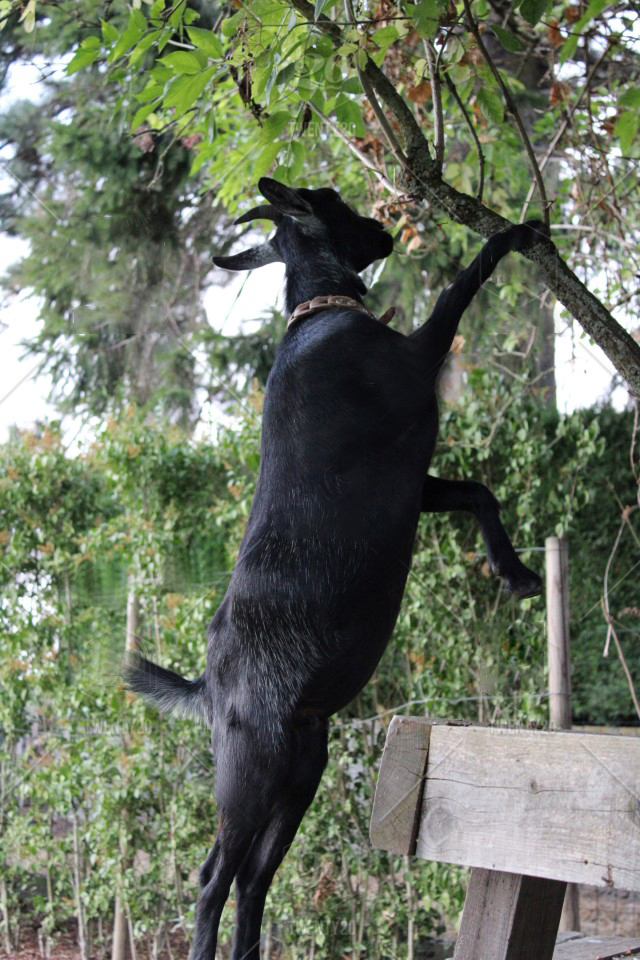 日本农场黑羊学人类行走，诱母鸡到屋内吃掉，羊真是魔鬼的化身？
