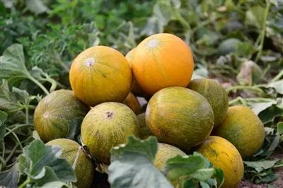 天下第一瓜字体,天下第一福由来