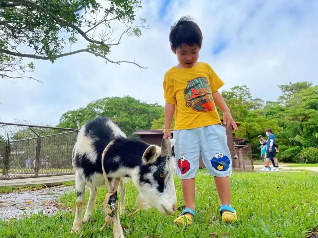 把孩子送进“整天都在玩”的日本幼儿园，这位中国妈妈重新认识“起跑线”