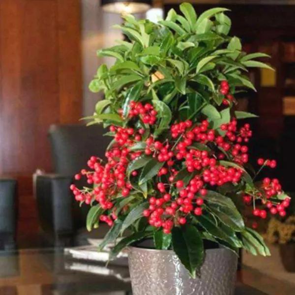 花开富贵花卉图片大全,金玉满堂花图片