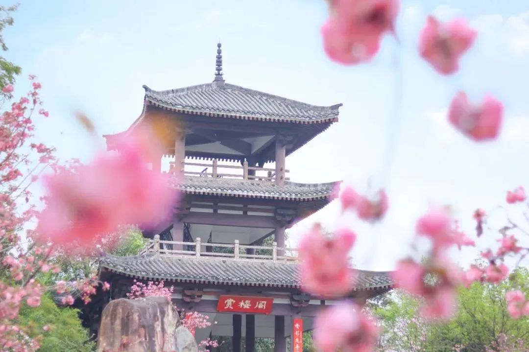 成都周边赏花烧烤一日游推荐免费,成都赏樱花露营