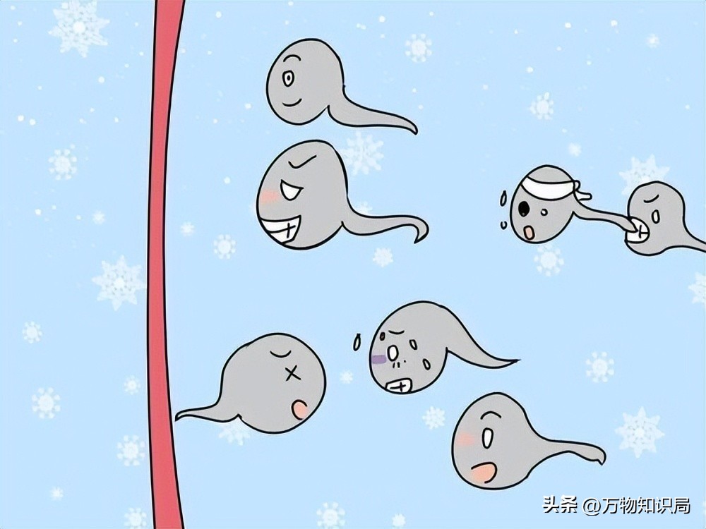 进入女性体内后，没“受精”成功的精子都去哪儿了？既好笑又心疼