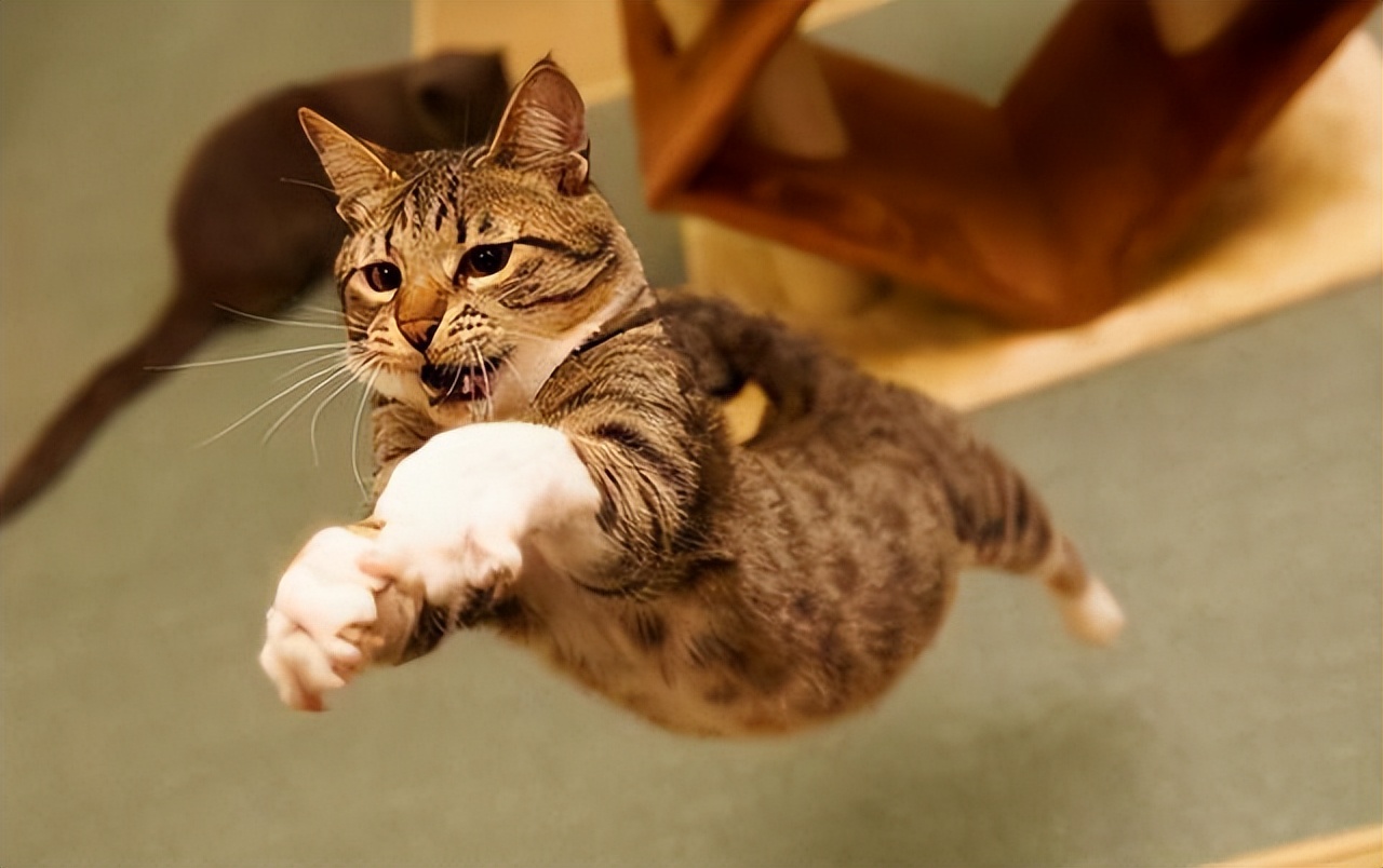 猫咪突然发疯似的乱窜乱跳,猫咪突然疯了一样然后停住了