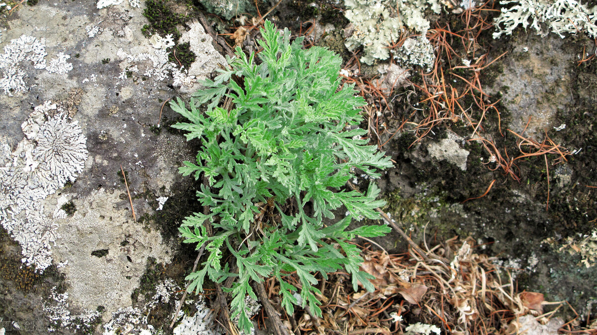 明日小满，记得“4事不做，2物不吃”，家人少生病，长夏不受苦