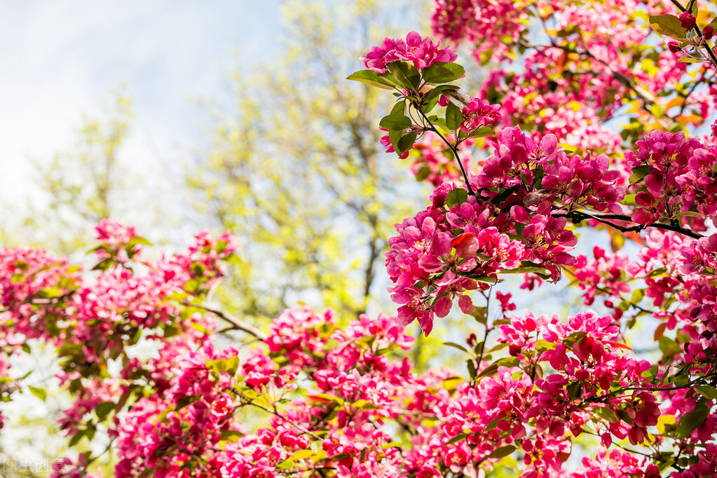 玫瑰花是爱情的象征还是祝福,玫瑰花表达爱情的最佳象征
