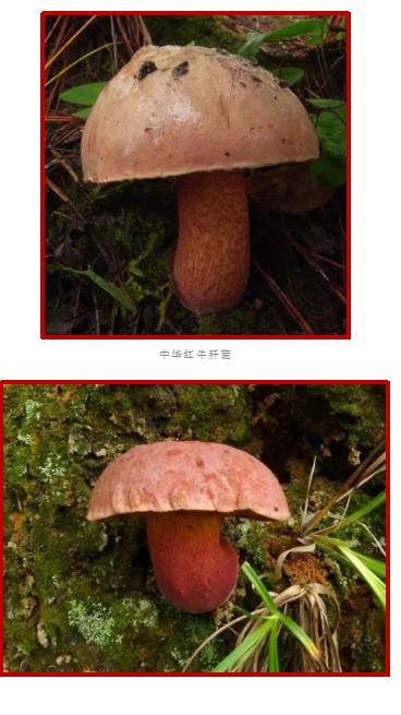 爱的魔力转圈圈蘑菇头,爱的魔力转圈圈彩虹伞