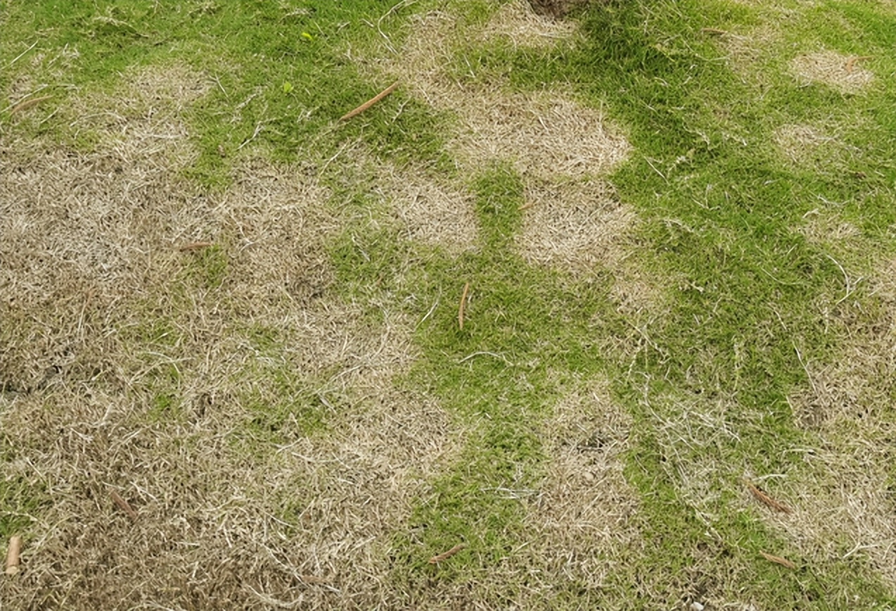 夏天草坪枯死都有哪些原因,夏季草皮枯黄怎么治
