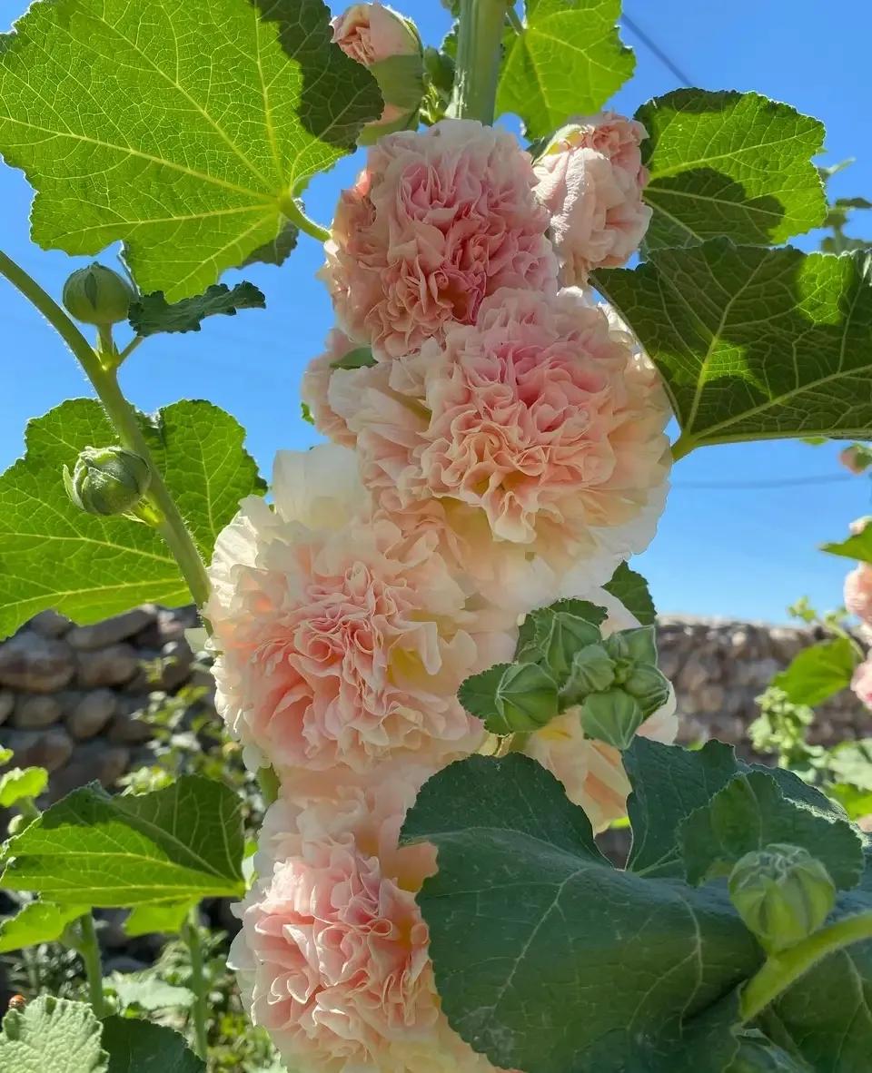 养花大全牡丹花如何养护,4种花好养又漂亮比牡丹美