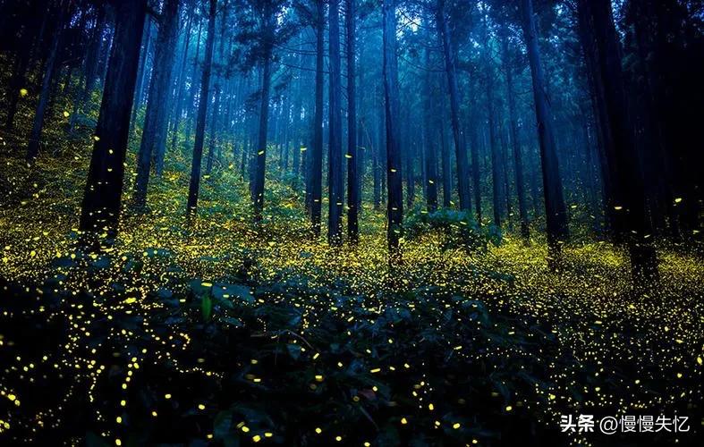 描写萤火虫的著名诗句,萤火虫诗句大全