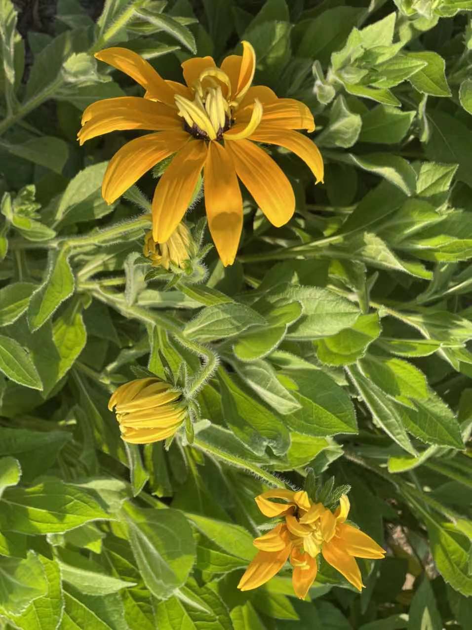 金菊花寓意是什么,黄心金菊花寓意