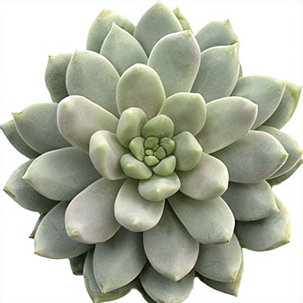 102个大类近500个多肉植物图片，都极其美丽，建议在家中也养一盆