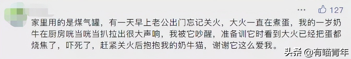 养猫有细菌浪费钱吗,养猫有用吗