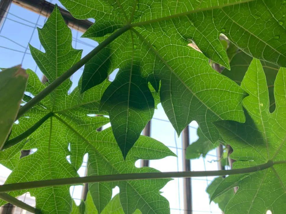 阳台适合种的果树蔬菜,阳台可以种植什么小果树