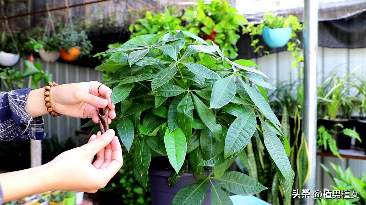 快速消除甲醛可以养哪些花,哪种花吸甲醛好养