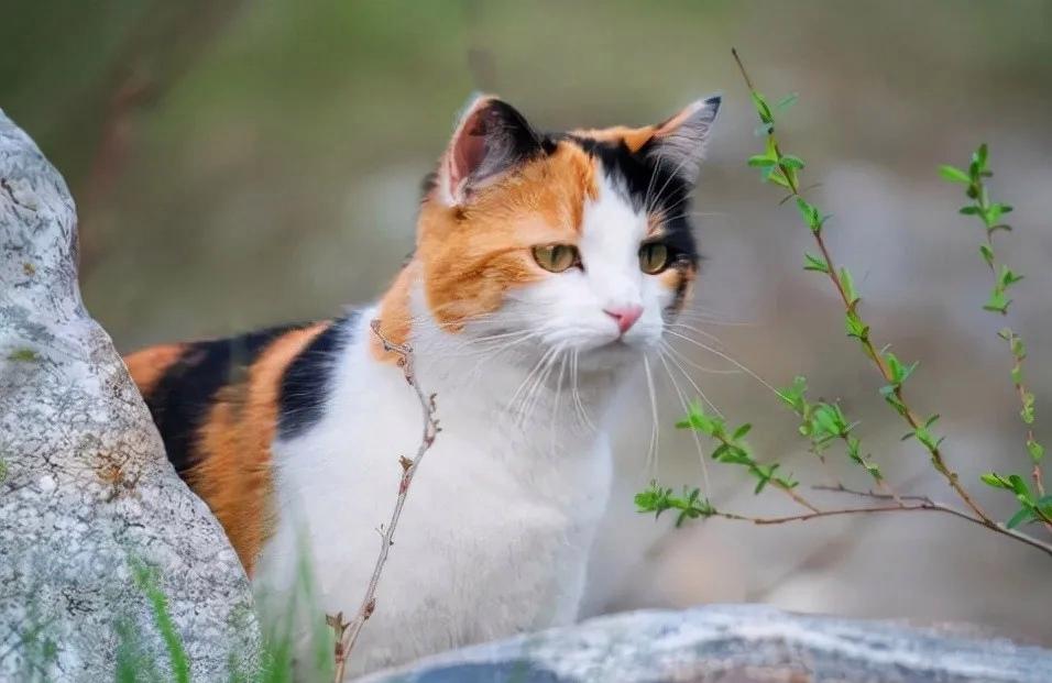 田园猫哪种猫比较好养活,中华田园猫宜养的10种猫