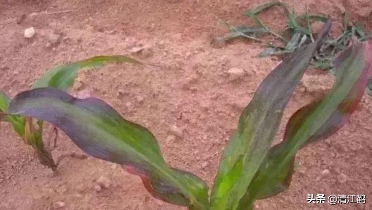 玉米苗红发紫最快解决方法是什么,返青时小麦黄什么原因
