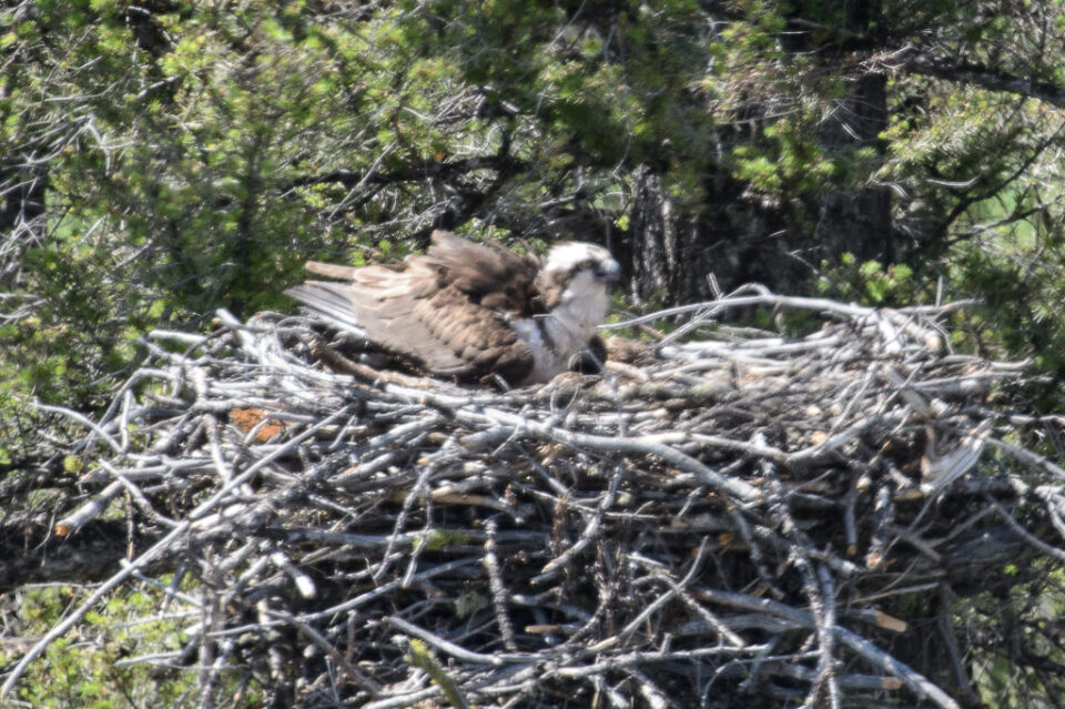 【摄影学堂】如何正确使用增距镜？