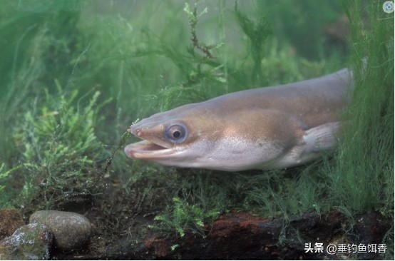 渔民捕捞2000公斤黄鱼卖957万,渔民获2.75公斤野生黄鱼