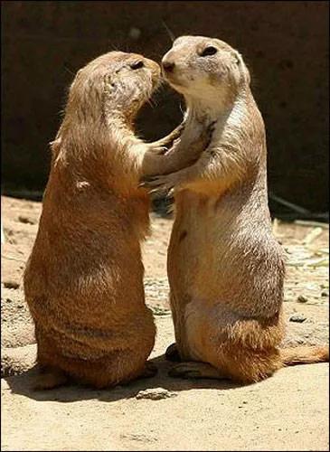 动漫图片可爱呆萌动物,动物呆萌图片大全可爱狗