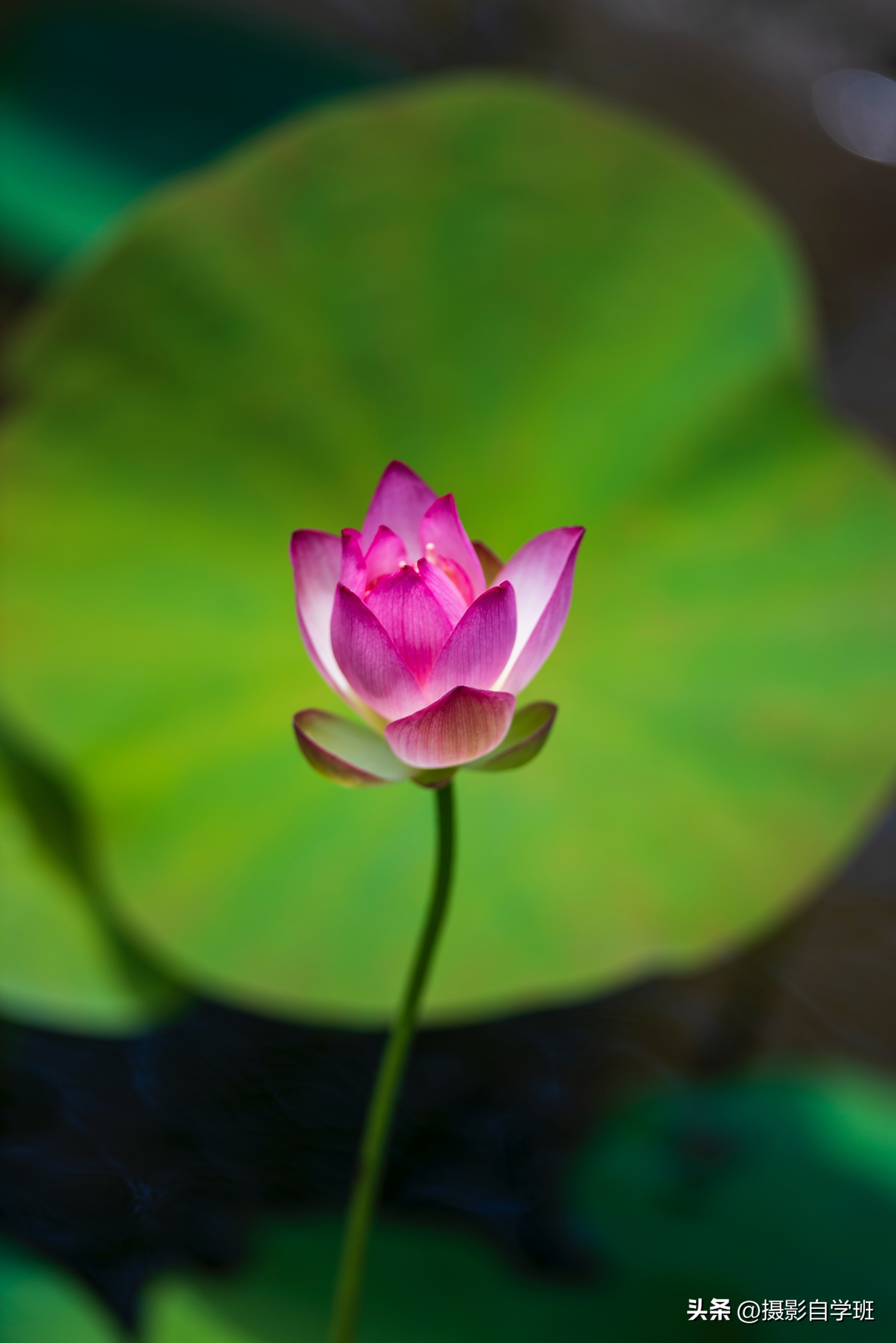 用这3个摄影方法拍荷花,这10个荷花摄影技巧个个实用