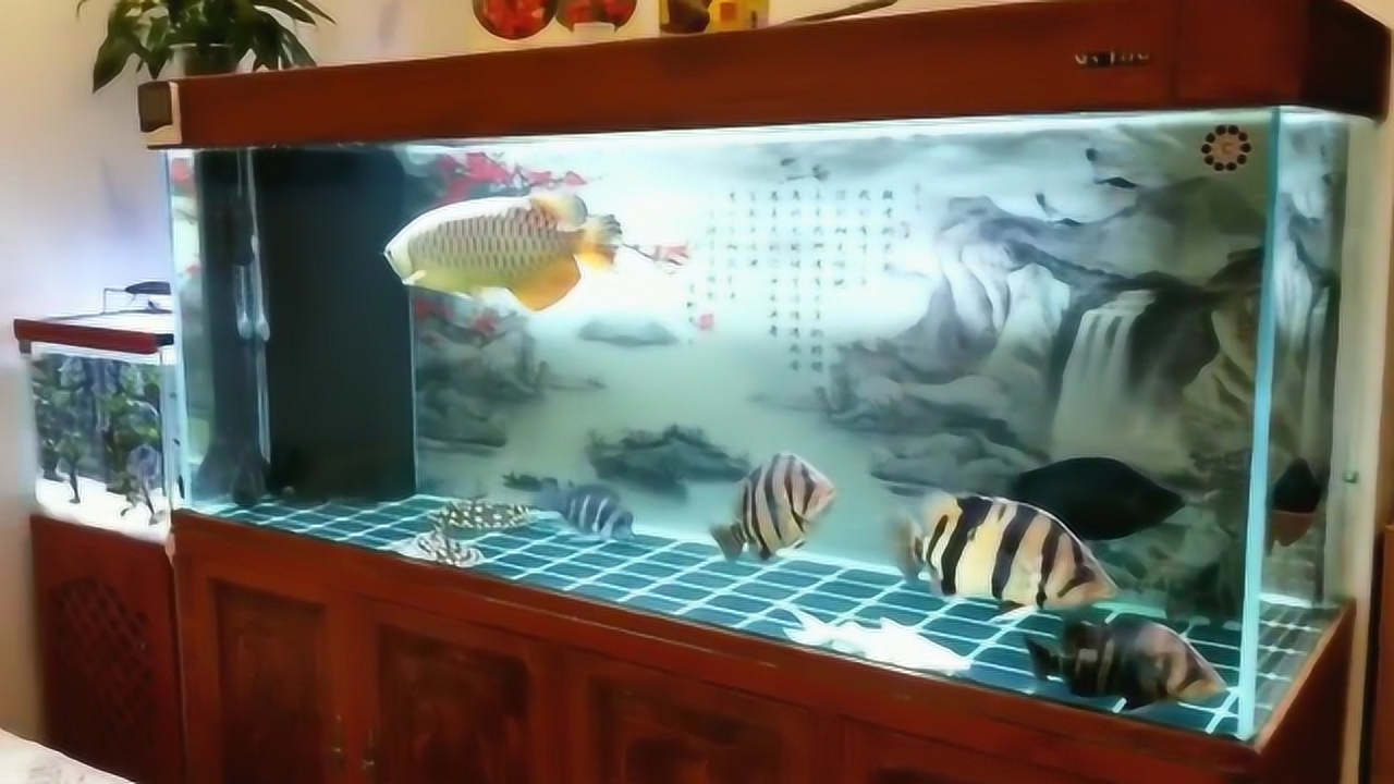 地图龟十大最好养的深水龟,新手养龟方法养什么龟最好