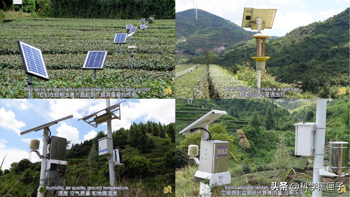 八马茶业好茶来袭,八马茶业致敬国际茶日