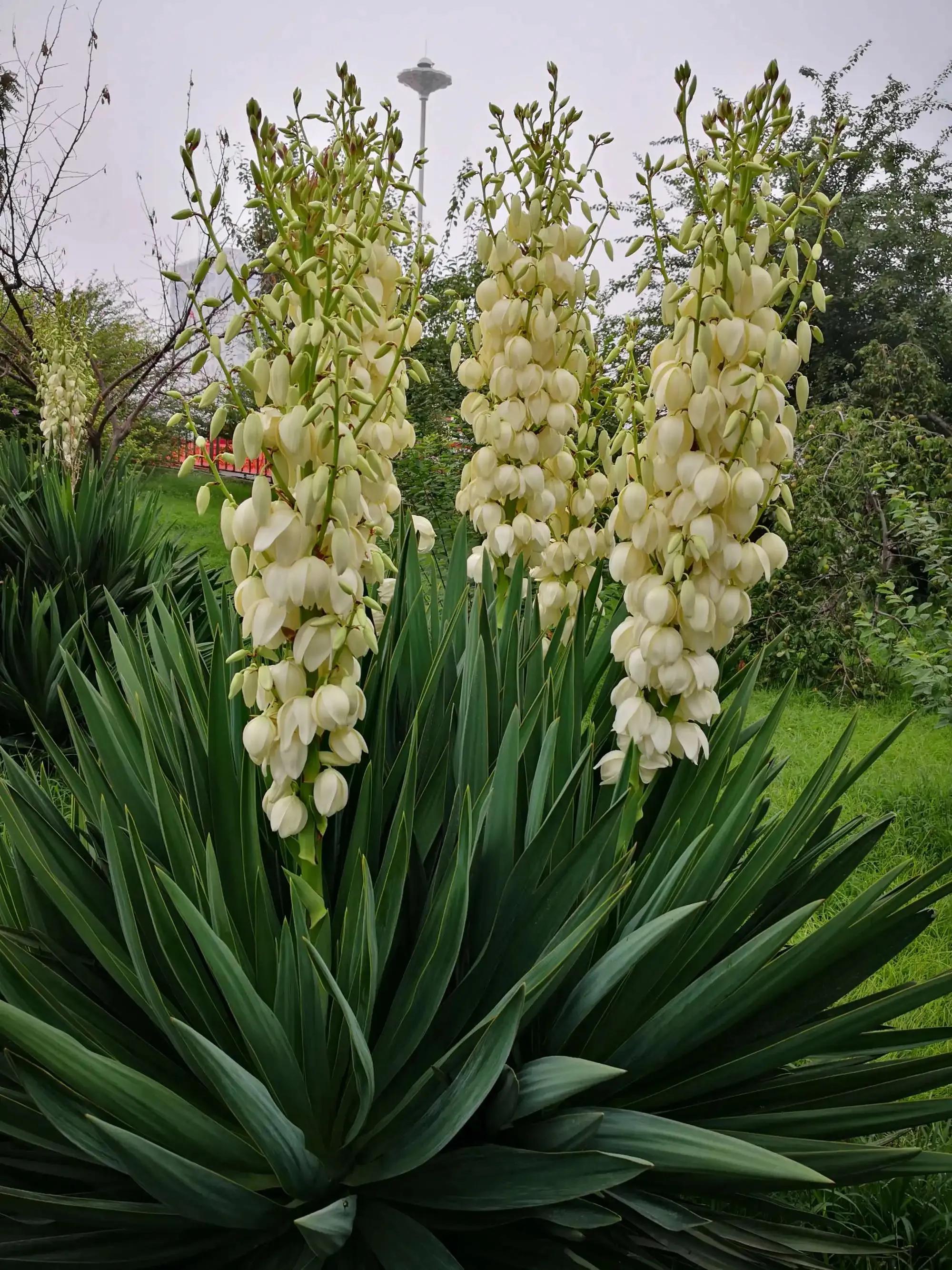 国色天香秀色可餐的美女 (秀色可餐与国色天香)