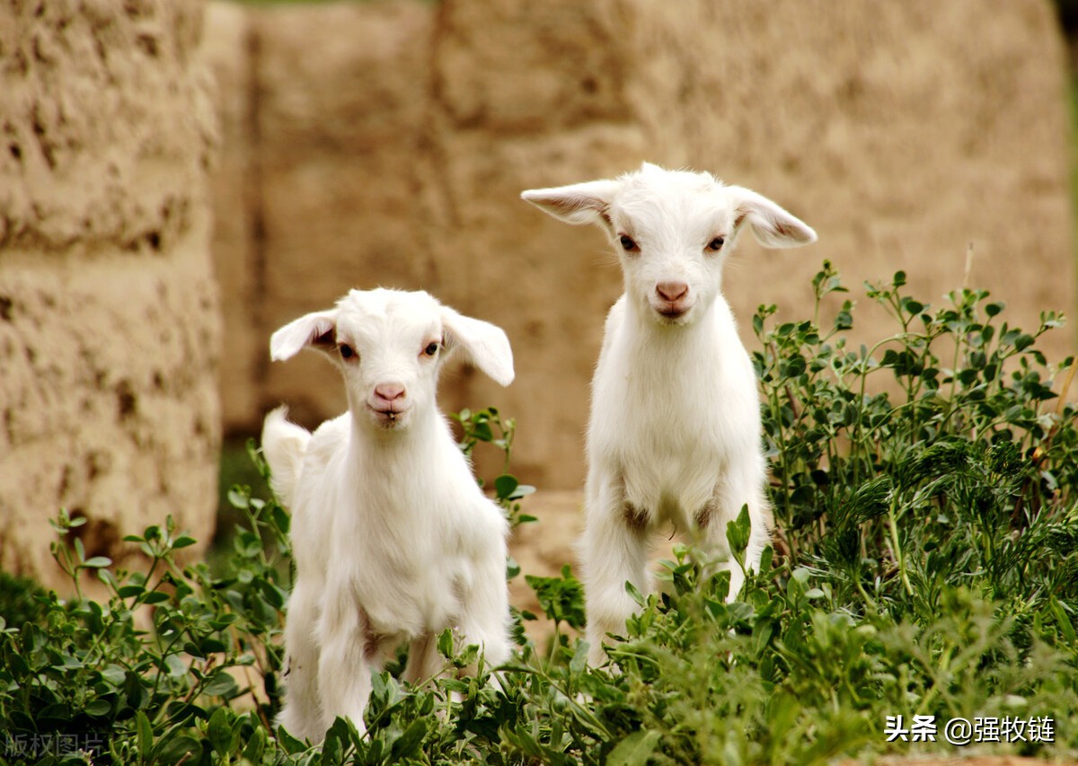 刚出生的羊羔太弱了怎么办,新生羊羔存活率低