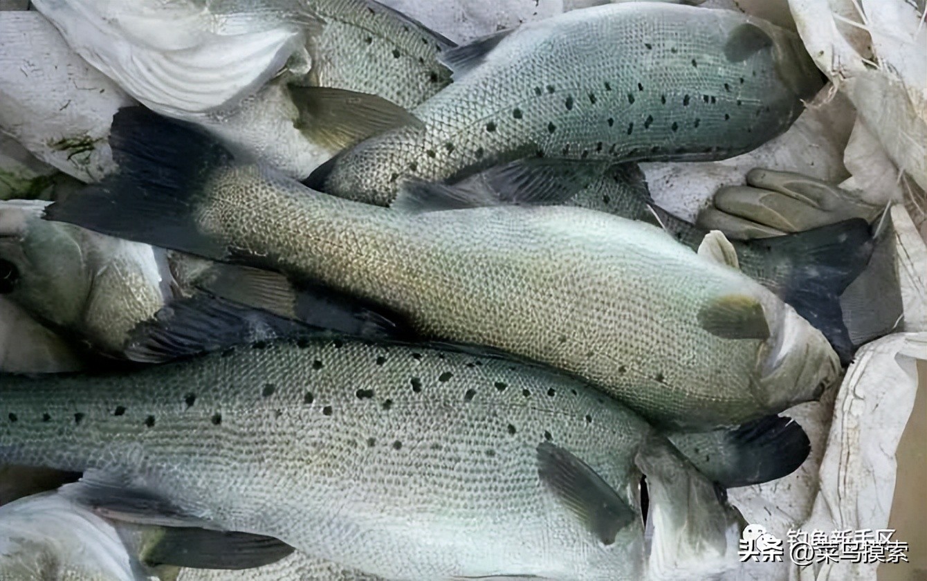 养殖塘里的鲈鱼怎么钓,手竿钓鲈鱼十句口诀