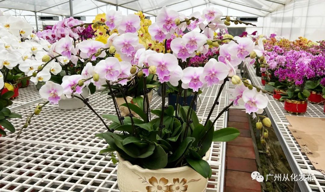 广州从化大旺兰花基地,兰花基地赏花