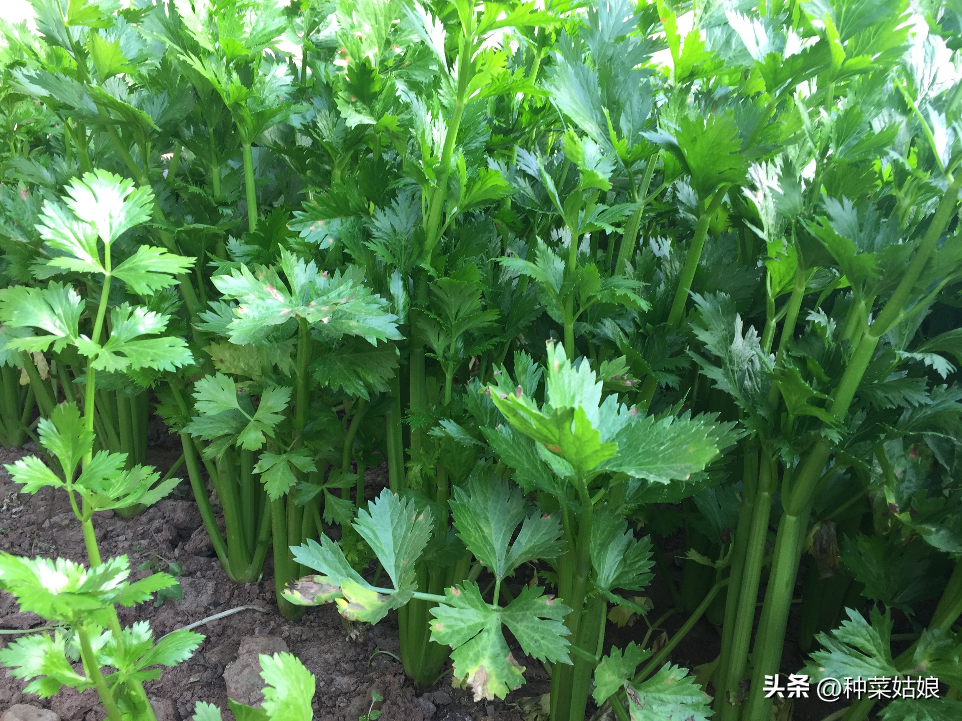 冬季大棚芹菜怎样浇水施肥,现在大棚里的芹菜什么时候浇水好