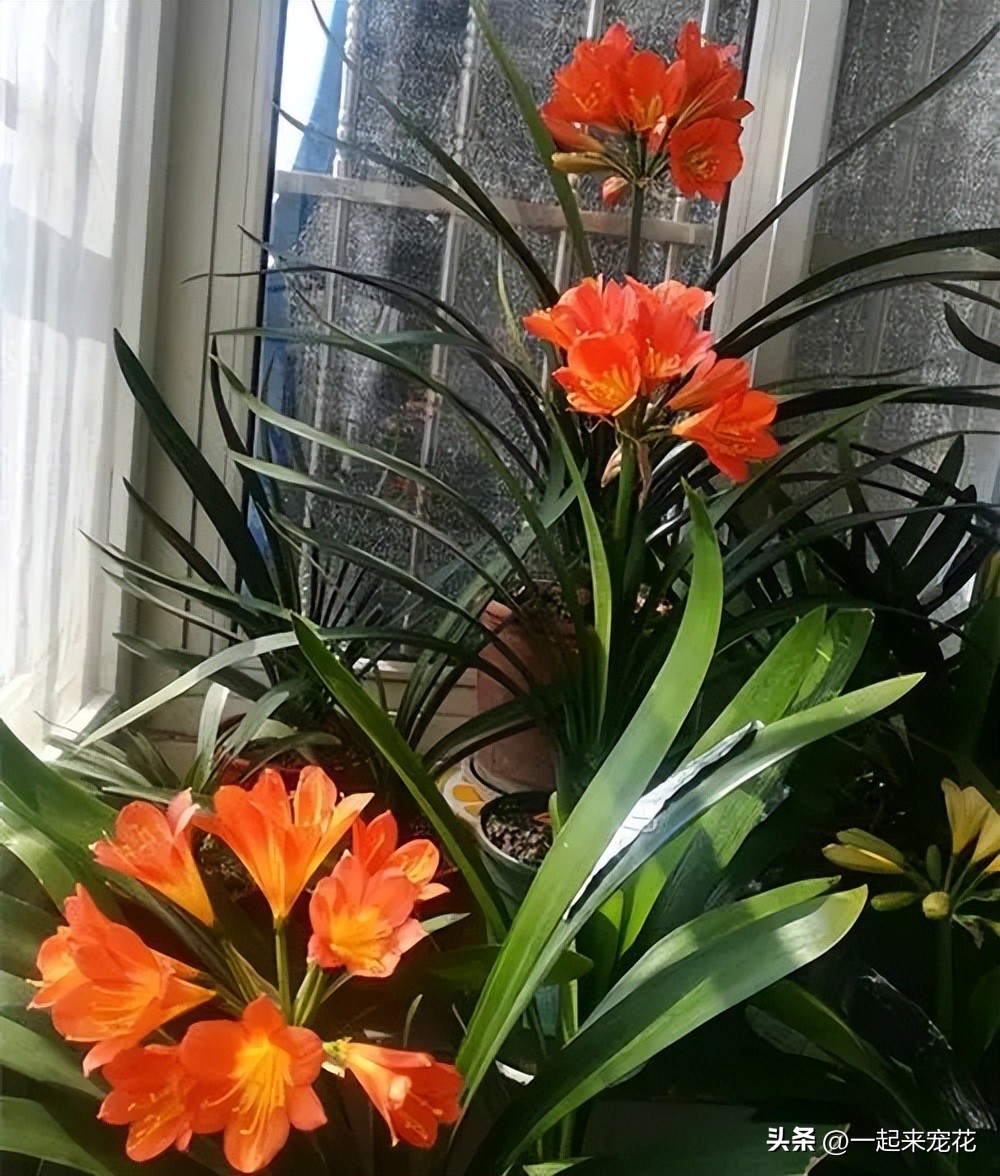 君子兰只长新叶不开花是怎么回事,君子兰长新叶是不是就不能开花了