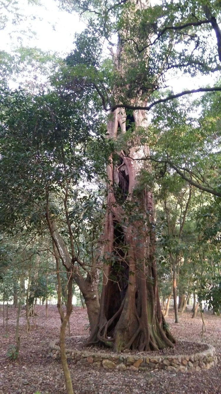 宁德市神农宫寺庙,宁德市神农宫5000年历史