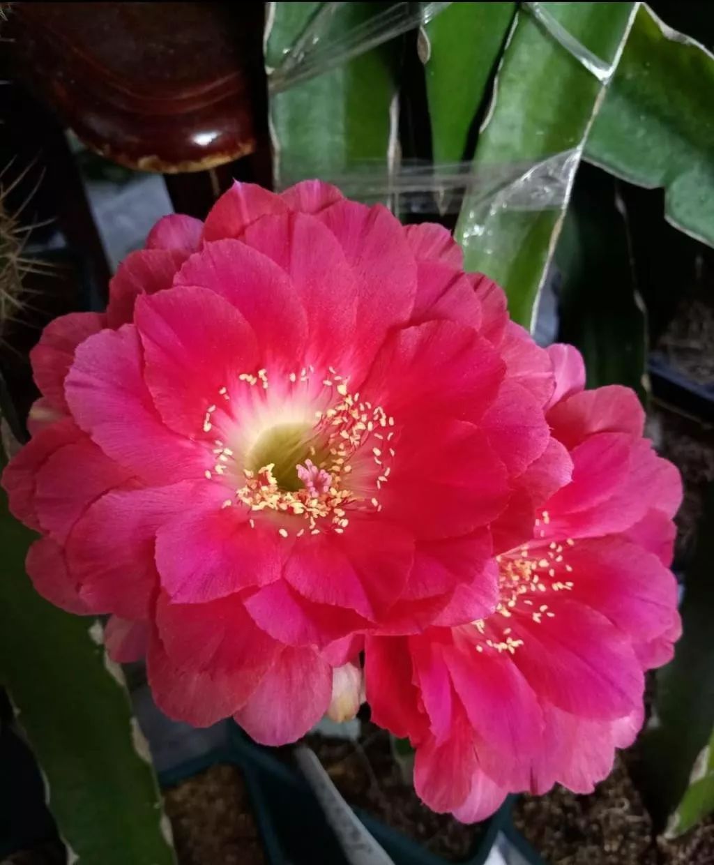 200种·仙人球开花图鉴，大开眼界，美到爆