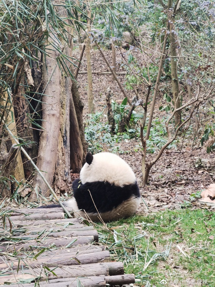 花花：接住谭爷爷给的小苹果，仿佛接住了整个世界。
