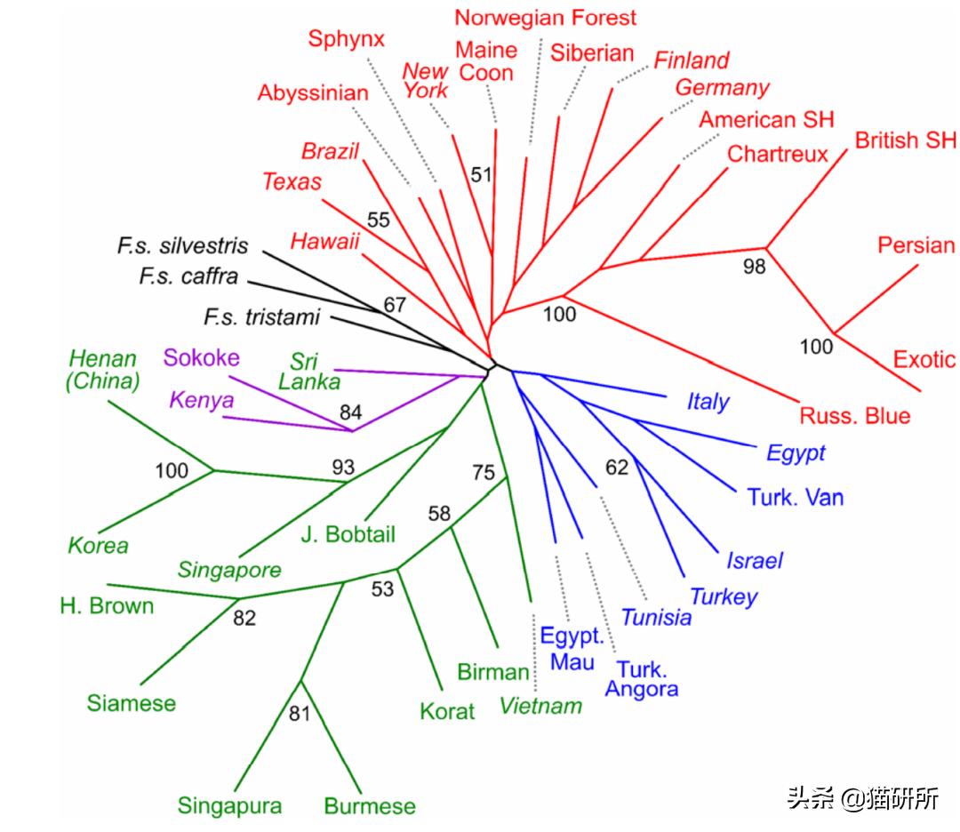 英短猫和美短哪个好养,英短跟美短猫咪