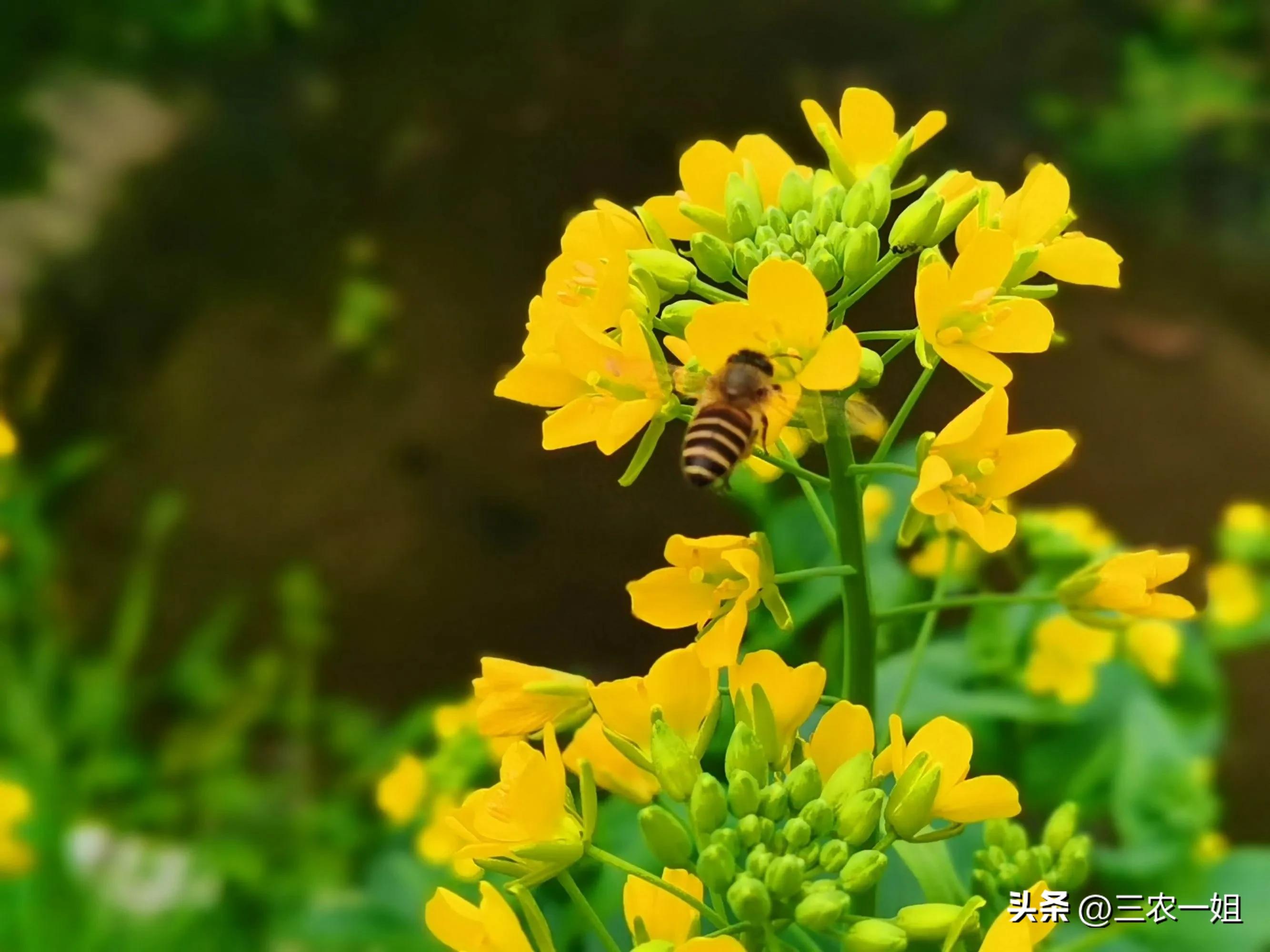 双春闰二月三人要躲春是什么意思,立春躲春是什么时候的习俗