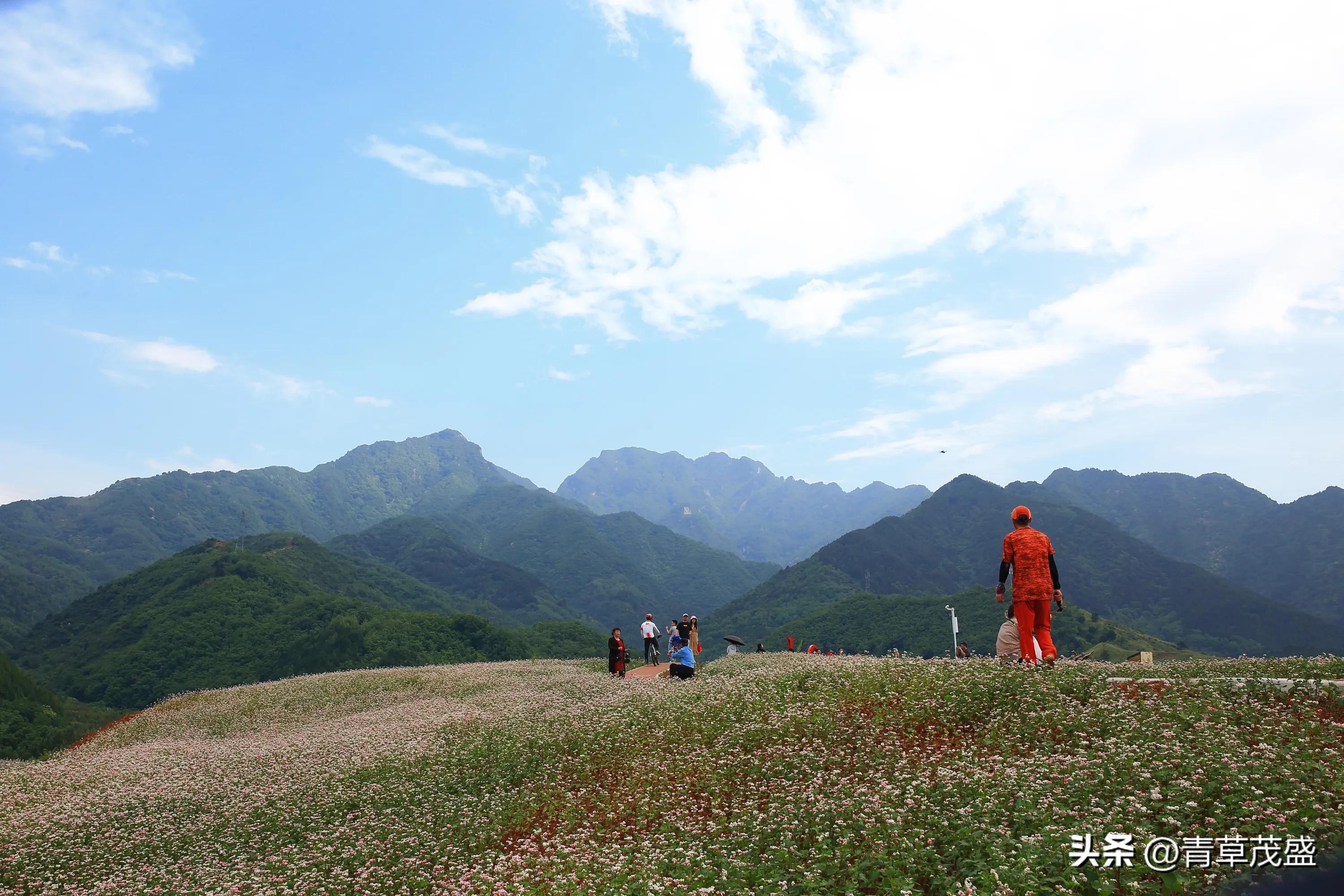 西安蓝田荞麦岭景区,蓝田荞麦岭日出美景视频