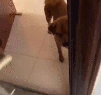 六百万网红想洗白反被封，他哭了狗笑了？网友：他活该