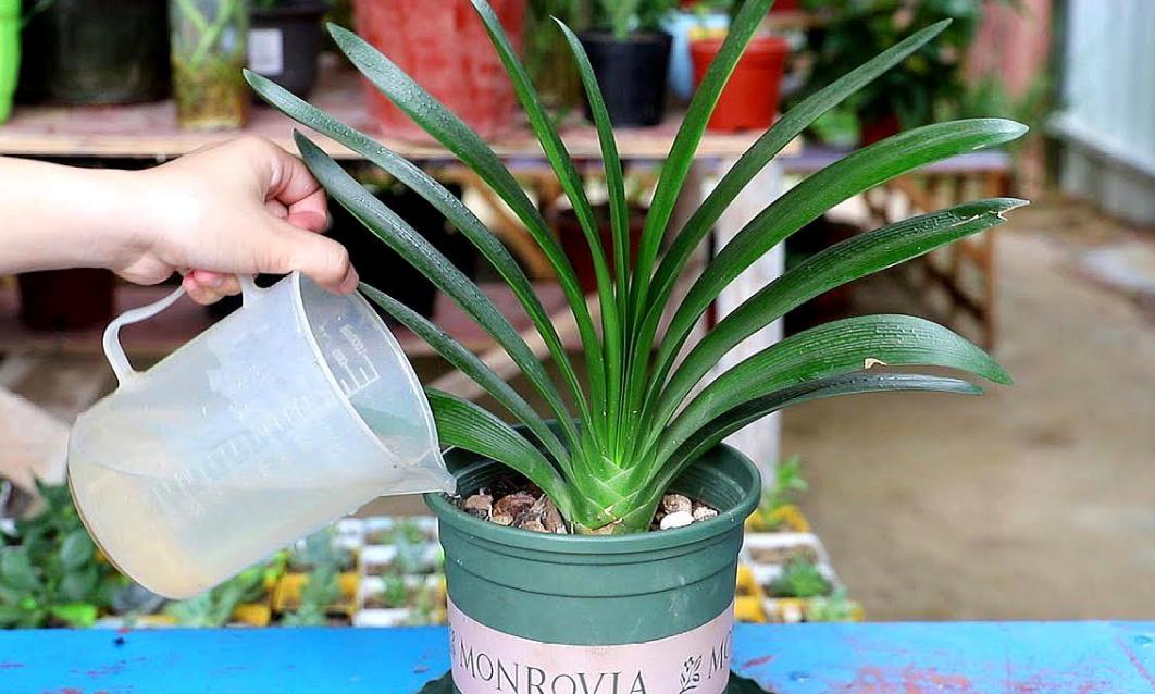 如何正确的给君子兰浇水,君子兰长箭时怎样浇水