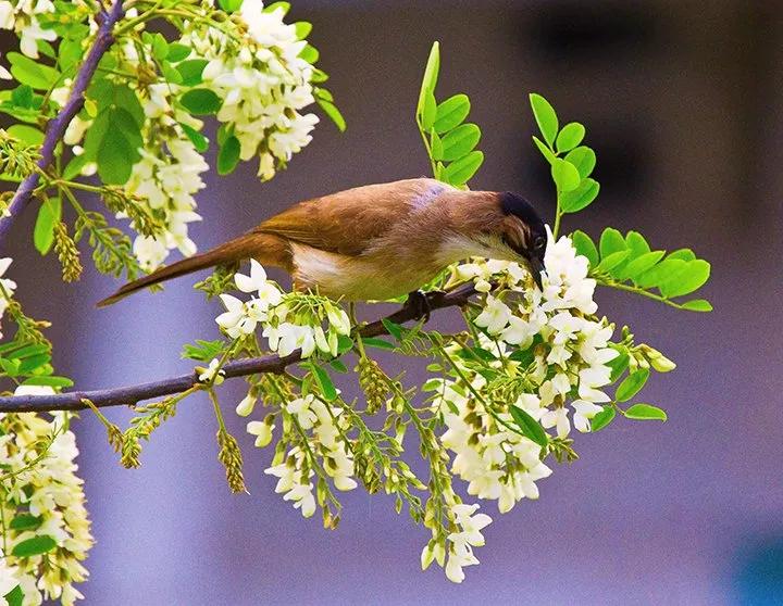 忆老家那棵洋槐树洋槐花盛开阵阵扑鼻香