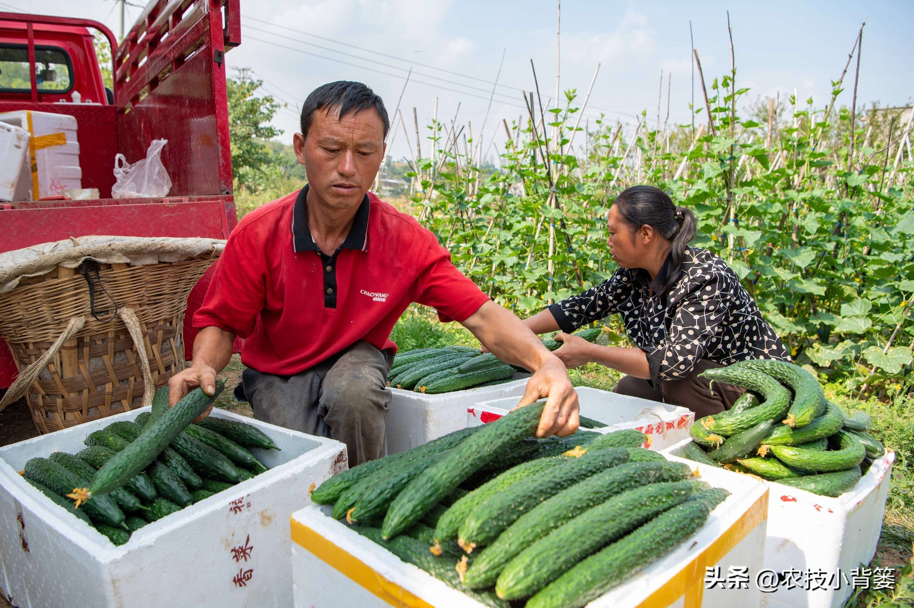 微生物菌肥的正确使用,微生物菌剂与菌肥区别是什么