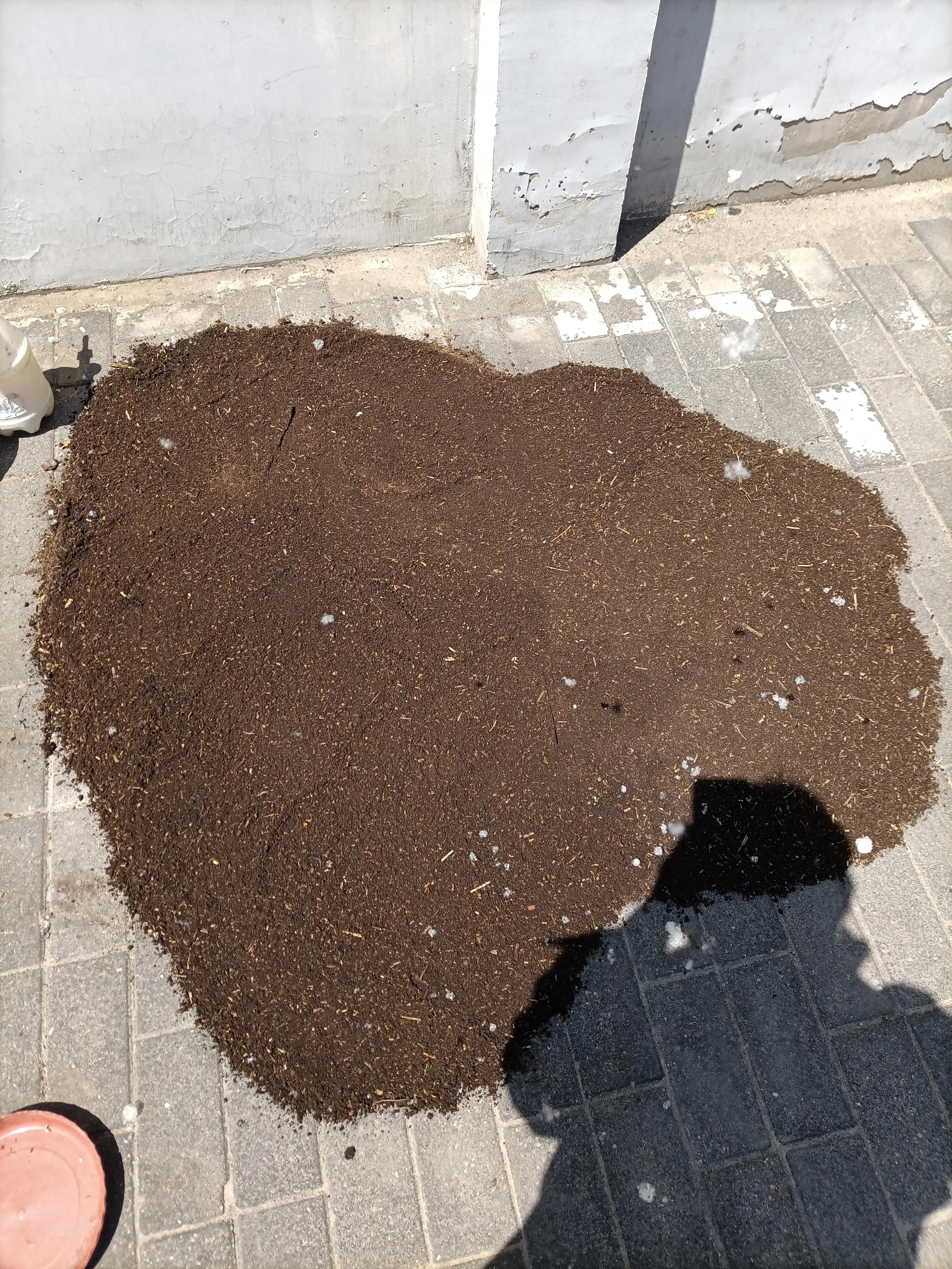 腐烂的木头能种什么花,腐烂的木头可以种植蓝莓吗