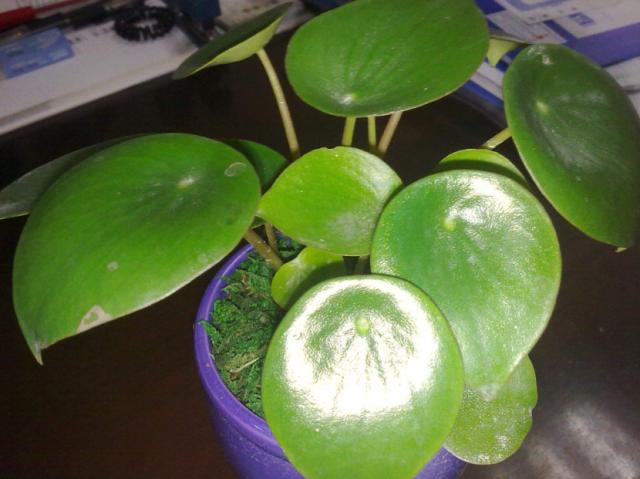 如何让镜面草变成老桩,镜面草老桩养护