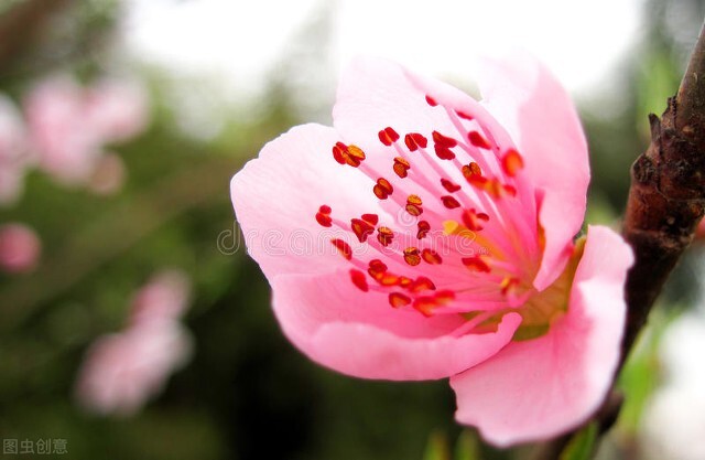 愚孝、名教，真是害人不浅——陈青云《鬼堡》