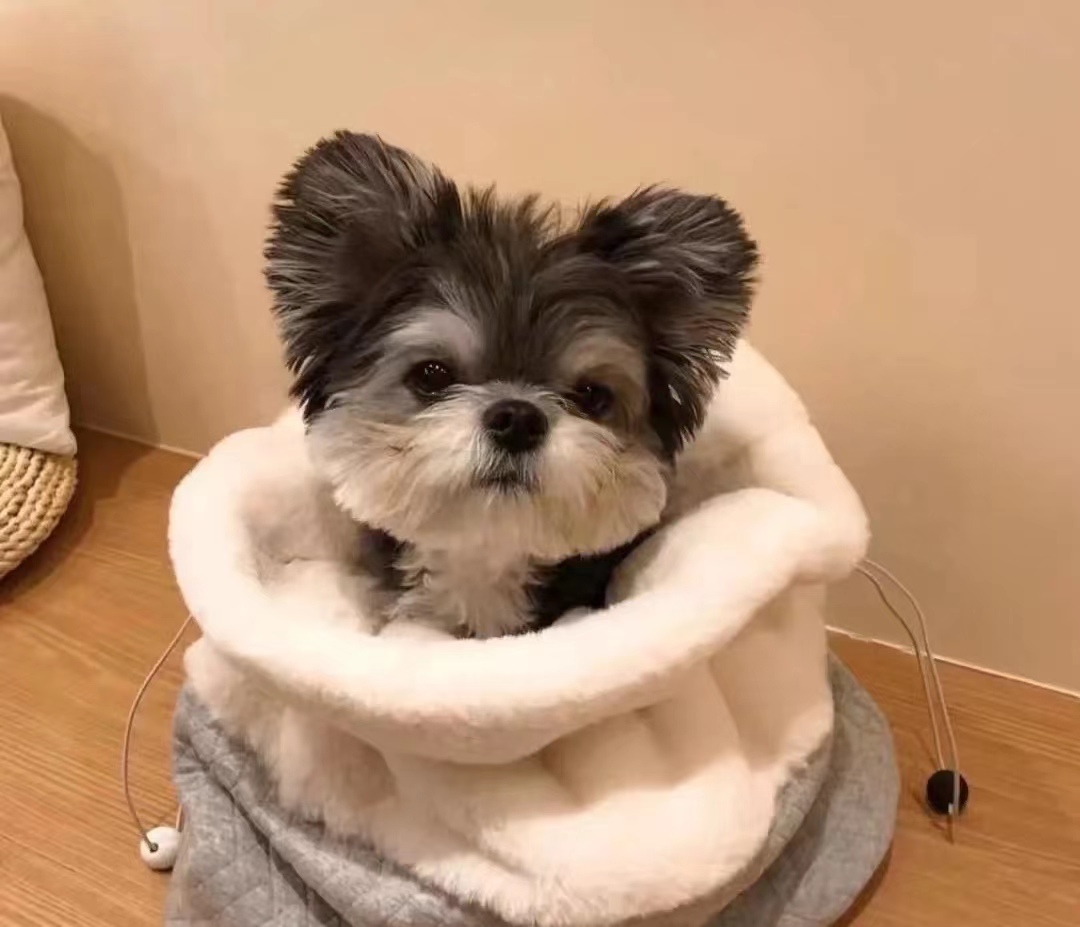 鑫马国际名宠约克夏vs马尔济斯,约克夏和马尔济斯哪个更粘人