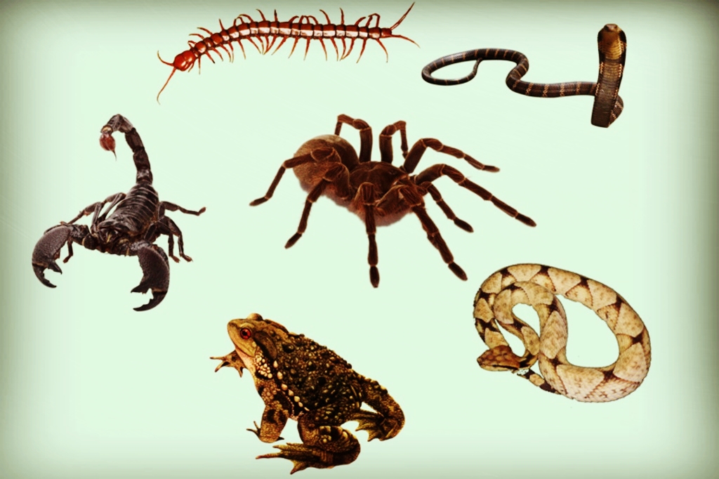 端午节禁忌一不住二不游三不吃,端午不宜事项